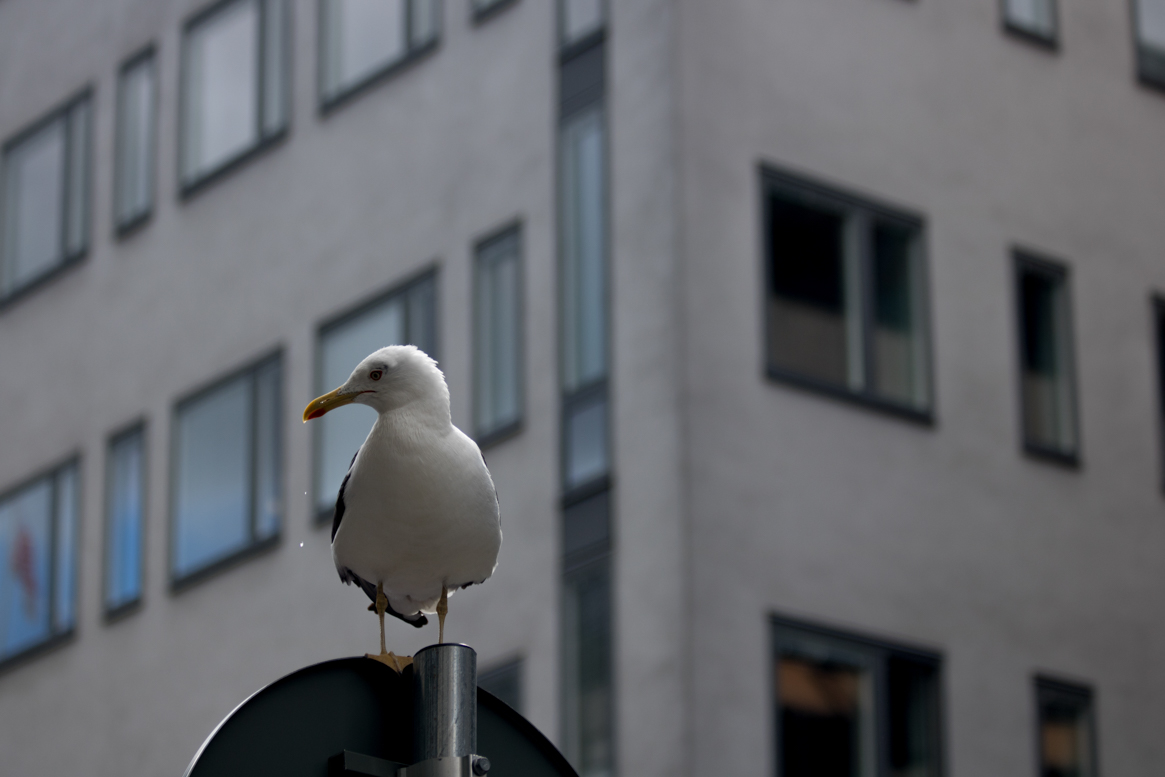 Nature Still Watching. Stockholm, Sweden.